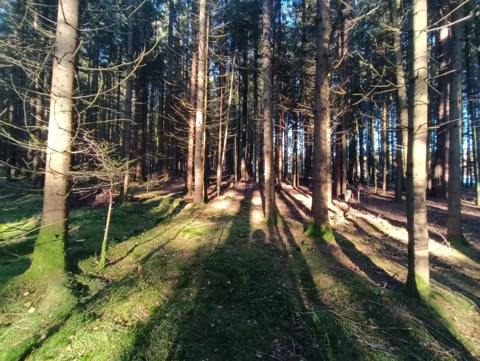 Waldbaden Galerie Bild 7